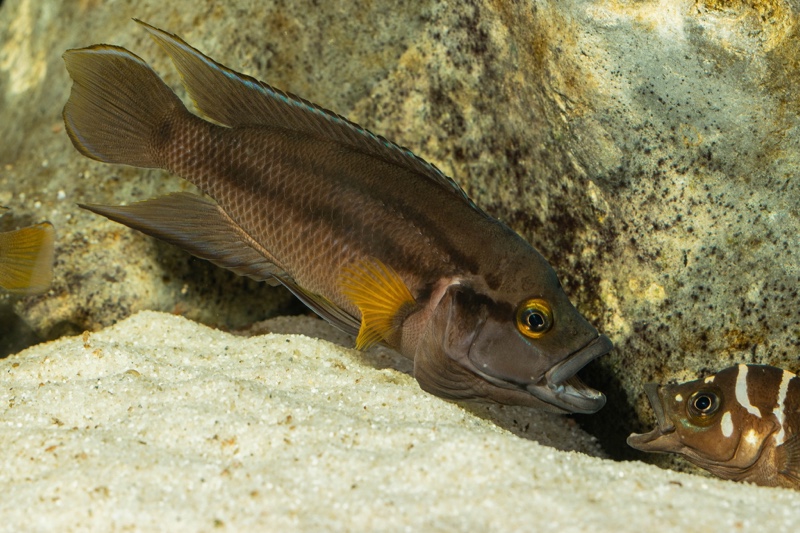 Neolamprologus bifasciatus 'Muzi'